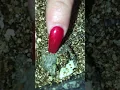 MUST Watch Two Headed bearded dragon SUBSCRIBE