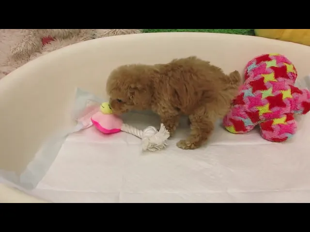 動画