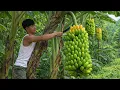 Lagu CEO Trieu Khang Harvests Bananas \u0026 Raises Livestock | Leaving City Life Behind