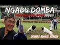 Ngadu Domba ‼️ Domba Mahal Semua lagi Latihan di Pamidangan Buni Herang