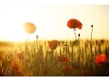 Download Lagu MEDITACIÓN CURATIVA   Brian Weiss Voz original en Español