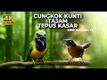 Lagu 🔴 Live Masteran Cucak Cungkok Gacor Roll Tembak Isian Mewah Tepus Kepala Abu Gacor Kunti