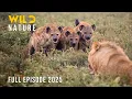 Download Lagu Hyenas vs Predators I A Wild Showdown on the Savannah #naturedocumentaries