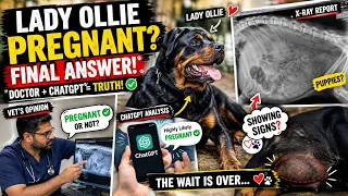 LADY OLLIE PREGNANT HAI YA NAHI? 😱 | Doctor + ChatGPT Finally Reveal The Truth! Rottweiler Pregnancy