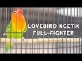 Download Lagu Lovebird APA SAJA Langsung FULL EMOSI NAYUT GACOR dan NGETIK NGEKEK PANJANG