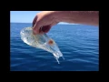 Rare Strange Salpa Maggiore Creature Captured In New Zealand