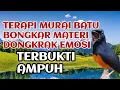 terapi murai batu bongkar isian dengan cepat