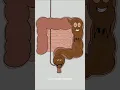 Download Lagu how poop system works! 🤣😂 (best animation memes) #shorts