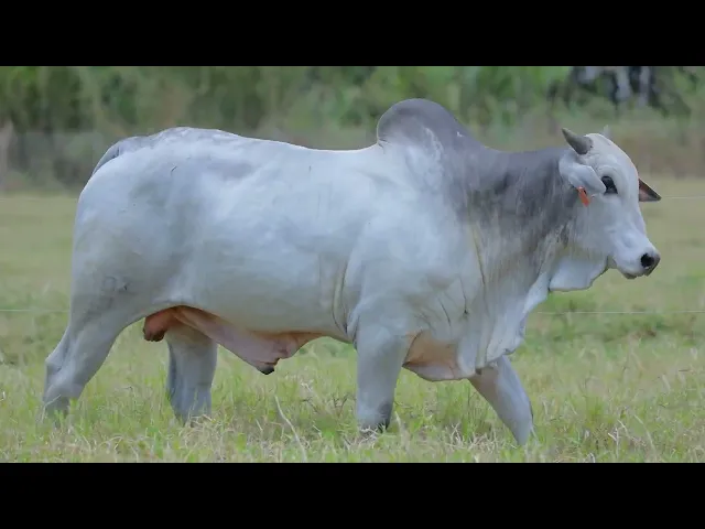 Touro Nelore SABZ - 83