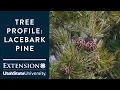 Download Lagu Lacebark Pine