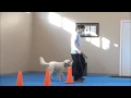 Elsa Goldendoodle Dog Training Minneapolis