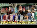 Download Lagu PASAR BURUNG ! DI BAWAH POHON RINDANG GACORAN MURAI BATU CUCAK IJO KACER PASAR BURUNG PRAMUKA 
