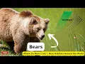 Where Do Bears Live Bear Habitats Around the World
