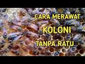 Lagu CARA MERAWAT KOLONI TANPA RATU
