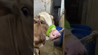 حال الجزار مع عجل العيد 