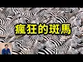 Download Lagu 斑馬到底有多不可思議？黑白條紋竟然暗藏玄機！最瘋狂的馬科動物，無法被馴化的真正原因……【老肉雜談】#動物 #生物 #科普 #斑馬 #冷知識