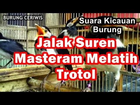 Download MP3 Suara Kicauan Burung Suren Masteran Variasi Untuk Melatih Trotol Anakan Betina Jantan