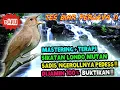 Download Lagu SUARA BURUNG SIKATAN LONDO GACOR FULL ISIAN - MASTERAN SIKATAN LONDO PALING PEDAS DI TELINGA