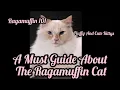 RAGAMUFFIN 101 All About The Ragamuffin Cat A Guide For You