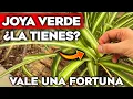 Download Lagu ¡VALE ORO PURO! Si Tienes ESTA PLANTA Cuídala MUY BIEN Oculta UN GRAN PODER | Planta de Cintas