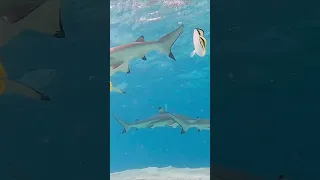 Need a reason to escape your Monday Blues? Take some Vitamin Sea #shorts #mondayspecial #vitaminsea