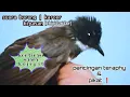 Download Lagu burung kipasan | suara burung kipasan Jawa kombinasi kejepit🦜