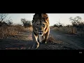 Download Lagu lion attack the camera