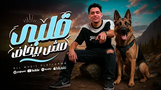 مهرجان قلبي مش بيخاف  طول عمرنا ساندين الكل ومسندناش غير رجلينا  حمو حتاتا   مهرجانات      دندنها