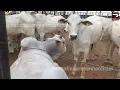 Download Lagu Expocrato 2025 ,Maior feira Agropecuária do Norte e Nordeste do Brasil na Região do cariri,Crato-Ce.