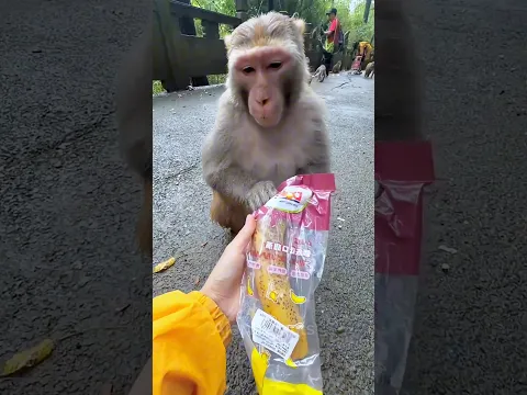 monkey funny story 🐒✨😂 #funny #comedy #shortsfeed