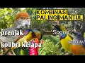 Download Lagu SUARA PIKAT KOMBINASI PRENJAK, SOGON, KOLIBRI KELAPA, KEMADE dijamin paling ampuh
