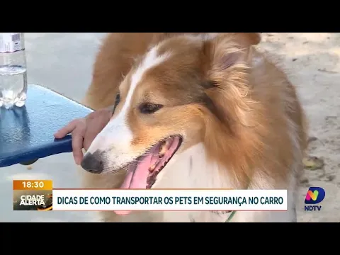 Carnaval: dicas essenciais para transportar pets com segurança no carro