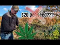 Never Buy Expensive Cannabis Seeds Again