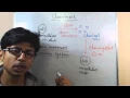 Chemotaxis