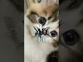 Download Lagu PERISET AM FF XML DJ🎶 OH ANGIN BISIKAN PADANYA KANE🤤VIRAL TIK TOK🔥
