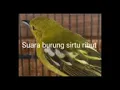 Download Lagu Suara Pikat Burung Sirtu Ribut Paling Ampuh