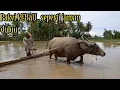Lagu Bajak sawah dengan kerbau besar.. menghaluskan lahan sawah hanya kerbau petani bisa bergini