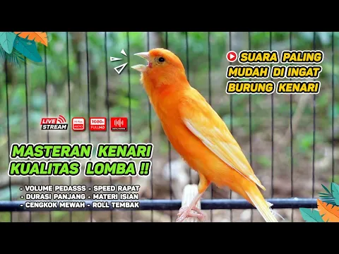 Download MP3 Kenari GACOR‼️ Masteran Burung Kenari PAUD dan Pancingan Kenari MACET BUNYI ( EPISODE 1251}