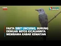 Download Lagu Fakta Sirit Uncuing, Burung dengan Mitos Kicauannya Membawa Kabar Kematian
