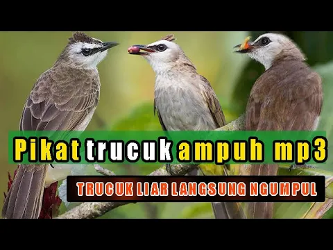 Download MP3 Suara pikat trucukan liar terbaru.ampuhnya selangit