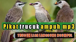 Suara pikat trucukan liar terbaru.ampuhnya selangit