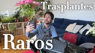 Transplanting cacti