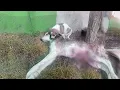 Download Lagu Puppy Begs Mom Not to Die… But No One Knew She’d Been Shot While Protecting Them!