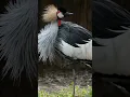 Download Lagu sounds grey crown crane #cuteanimals #amazinganimals #beautiful