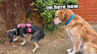Golden Retriever Meets Completely Shut Down Puppy for the First Time