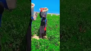 قلبي عاشق ثلاث 