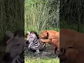 Download Lagu LION vs ZEBRA: EPIC BATTLE! (Unbelievable Footage)
