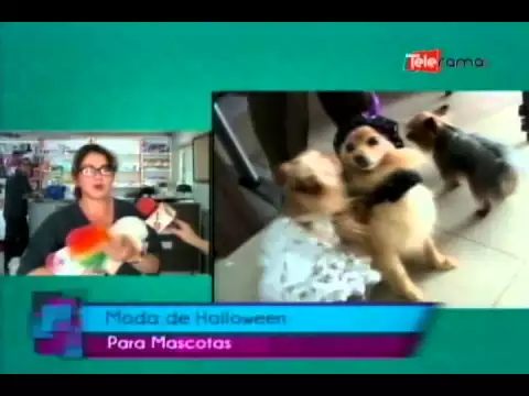 Moda de Halloween para mascotas