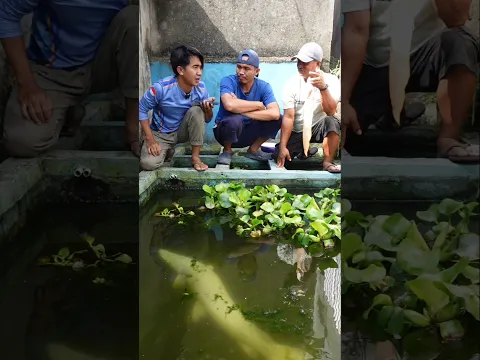 TES MASUKIN ARWANA MATI SAAT KASIH MAKAN IKAN MONSTER