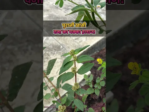 पुरानी खांसी और दमा का पक्का इलाज! Badi Dudhi Benefitsबड़ी दूधी Euphorbia hirta